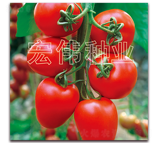 �t�_��-�������t���N��-�ꂥ�N�I(y��)