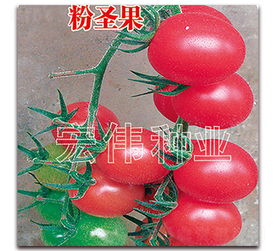 ��ʥ��-�������t���N��-�ꂥ�N�I(y��)