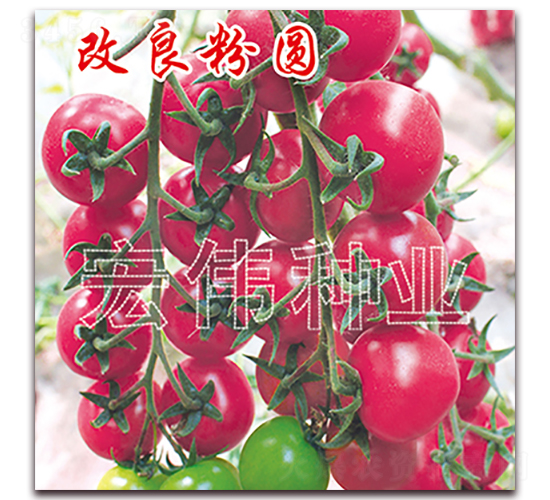 �����ۈA-�������t���N��-�ꂥ�N�I(y��)