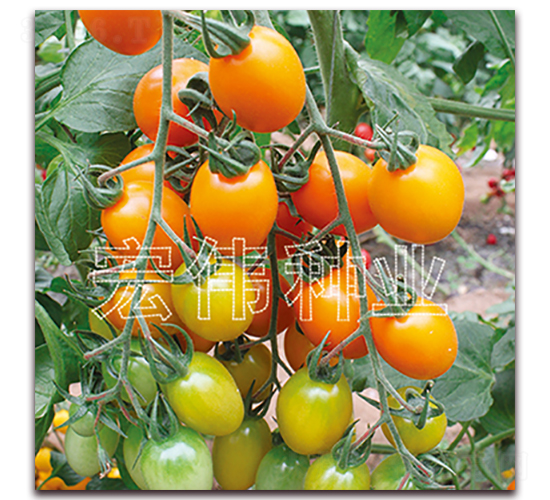 �Sؐؐ-�������t���N��-�ꂥ�N�I(y��)