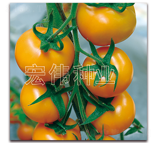 �S�A-�������t���N��-�ꂥ�N�I(y��)