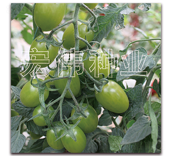 �G��ʯ��̖-�������t���N��-�ꂥ�N�I(y��)