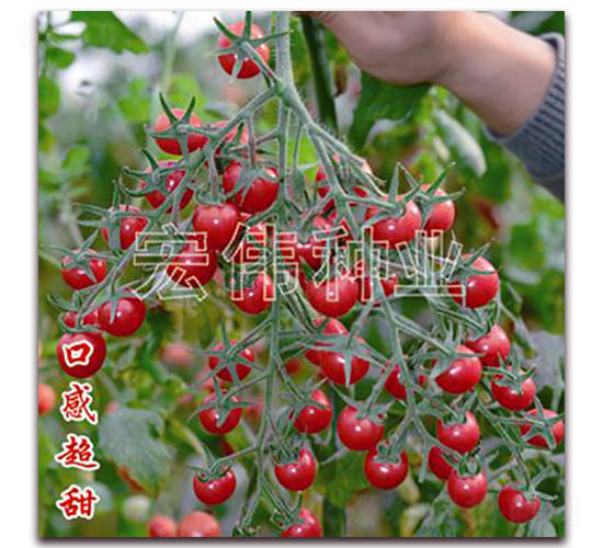 ��ζһ̖-�������t���N��-�ꂥ�N�I(y��)