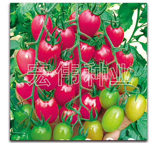 ����̖-�������t���N��-�ꂥ�N�I(y��)