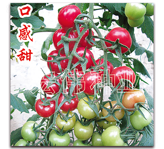 ����1268-�������t���N��-�ꂥ�N�I(y��)