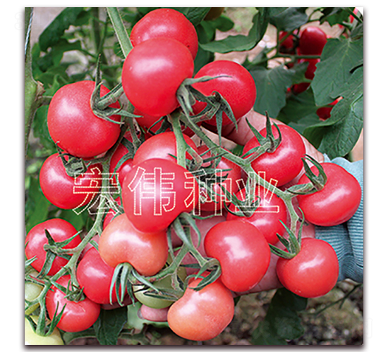 �ۈA��-�������t���N��-�ꂥ�N�I(y��)