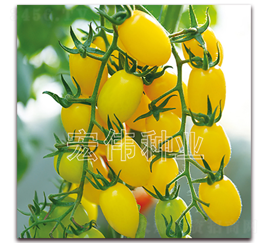 �S���-�������t���N��-�ꂥ�N�I(y��)