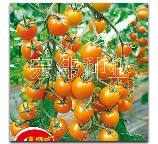 �S����-�������t���N��-�ꂥ�N�I(y��)