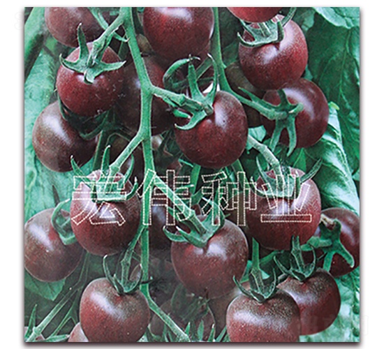 ������һ̖(h��o)-�������t���N��-�ꂥ�N�I(y��)