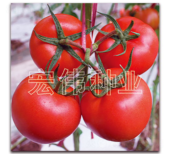 �R����-�t�����t���N��-�ꂥ�N�I(y��)