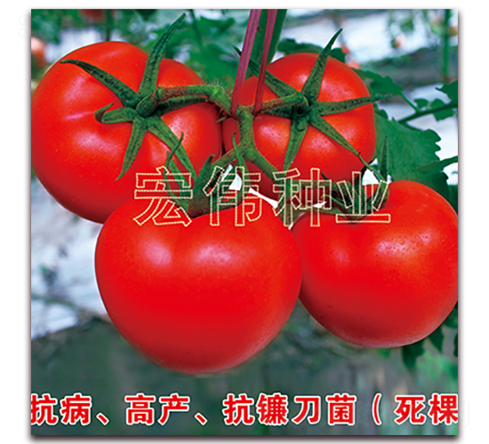 ȫ��219-�t�����t���N��-�ꂥ�N�I(y��)