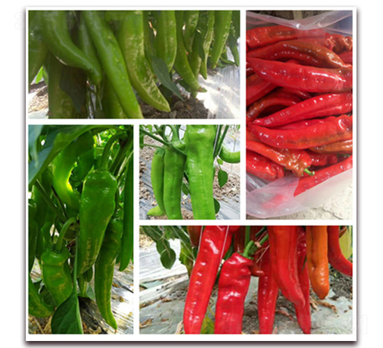 ���ｷ��-�����N��-���R�߿�