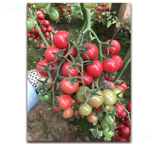 ������-�������t���N��-���R�߿�