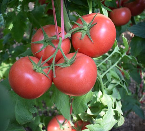 ���R��̖-�۹����t���N��-���R�߿�