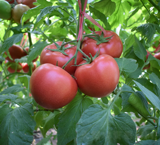 �϶���̖(h��o)-�۹����t���N��-���R�߿�