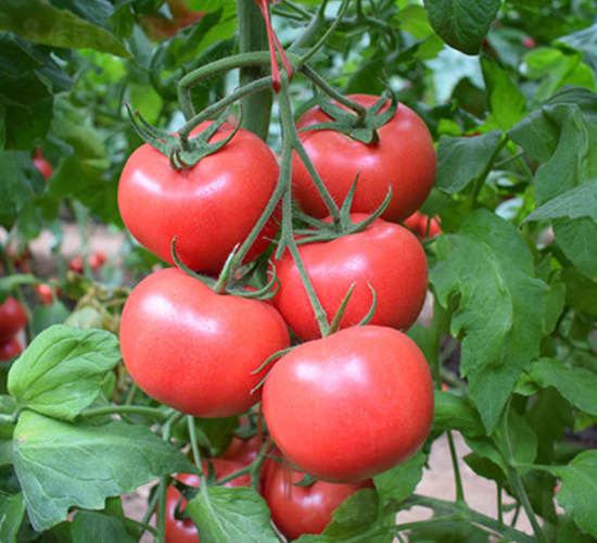 ���R��̖-�۹����t���N��-���R�߿�