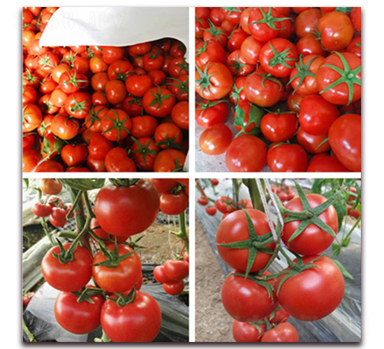 �Ƽtһ̖-�t�����t���N��-���R�߿�