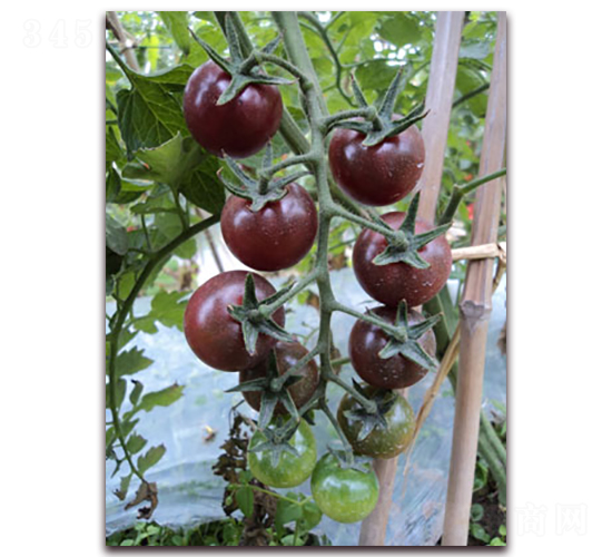 �P��-���ҷ��ѷN��-���f(w��n)��