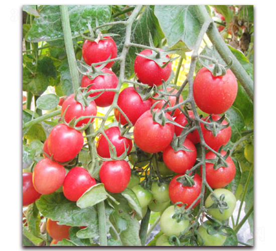 �W�_��-�ۼtɫС���ѷN��-���f(w��n)��