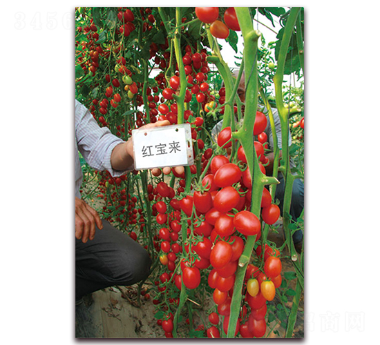 �t����-�ظ߮a(ch��n)С���ѷN��-���f��