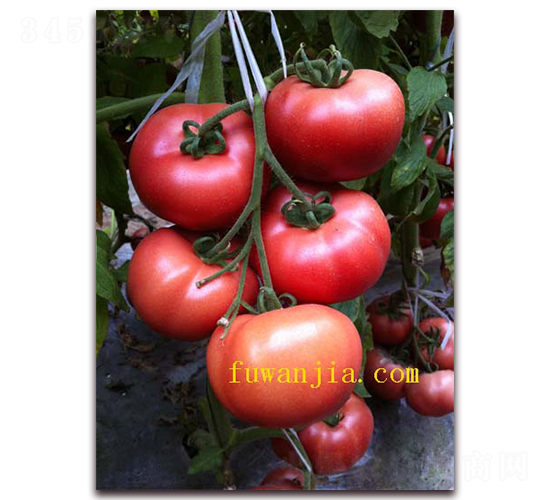 �����̖-���ѷN��-���f��