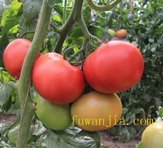 ��(y��u)��121-���ѷN��-���f��