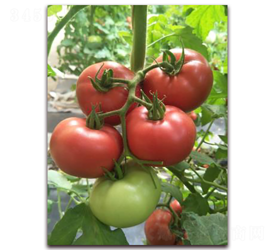 ���¶���-���ѷN��-���f��