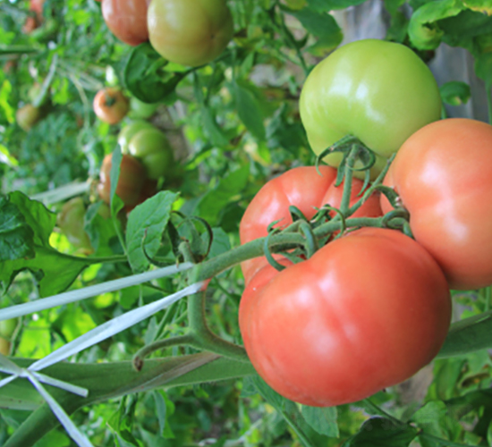 ��˹6̖-���ѷN��-���f��