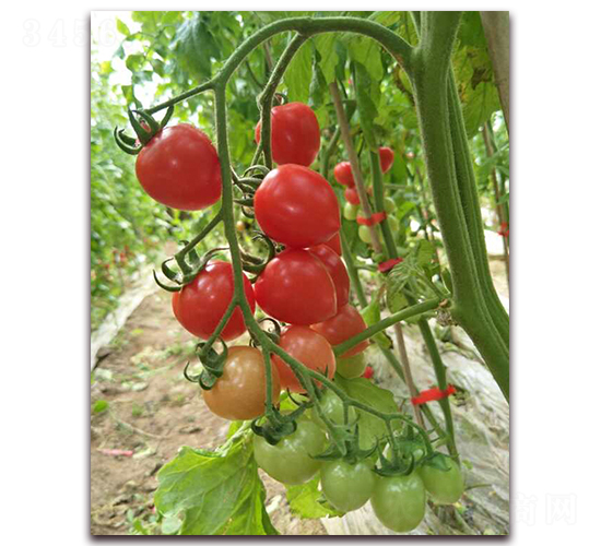 ���5̖(h��o)-���ѷN��-���f(w��n)��