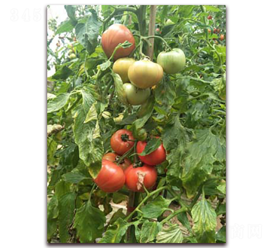 ��֮ζһ̖(h��o)-���ѷN��-���f(w��n)��