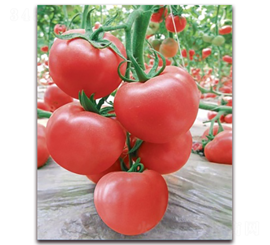 ��(y��u)��588-���ѷN��-���f��