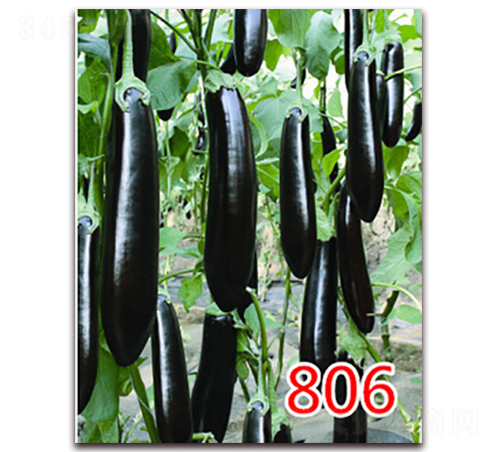 806-�G���L�ѷN��-�|�Z�r(n��ng)�I(y��)