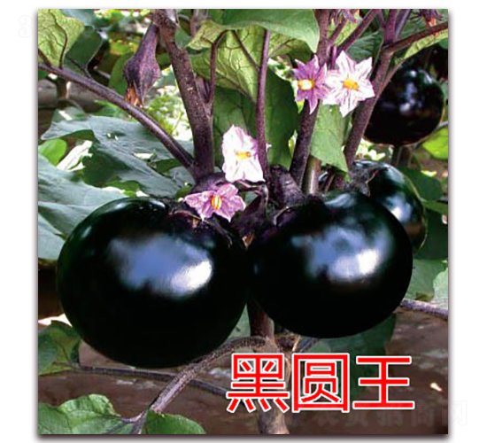 �ڈA��-���ӷN��-�|�Z�r(n��ng)�I(y��)