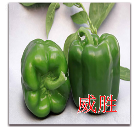 ����-�𽷷N��-�|�Z�r(n��ng)�I(y��)