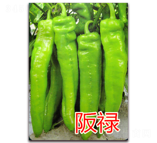 �൓-�����N��-�|�Z�r(n��ng)�I(y��)