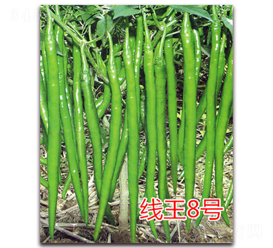 ����8̖(h��o)-�����N��-�|�Z�r(n��ng)�I(y��)