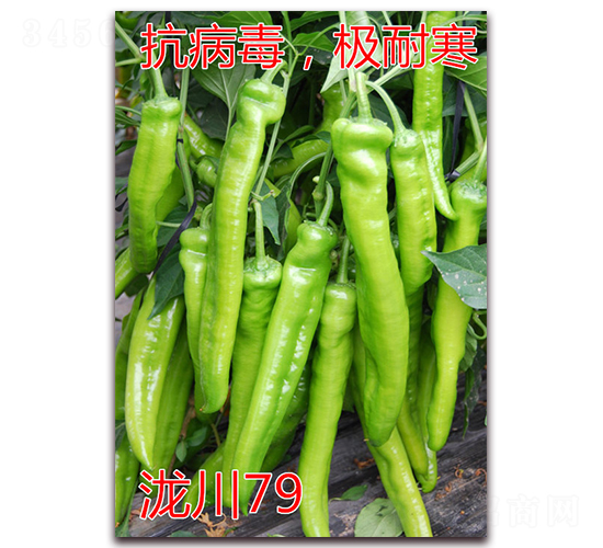 �{��79-�O�ͺ���ǽ��N��-�|�Z�r(n��ng)�I(y��)