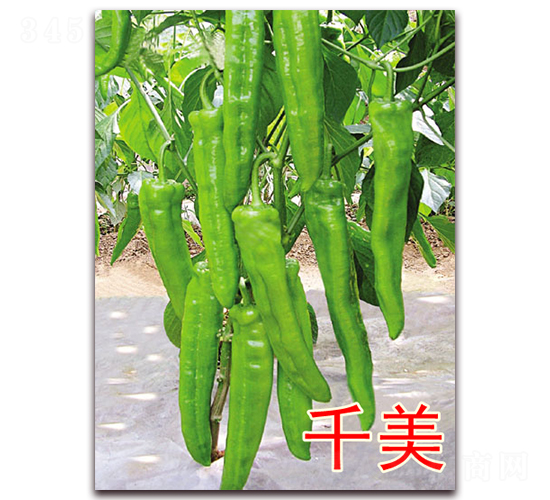 ǧ��-�����N��-�|�Z�r(n��ng)�I(y��)