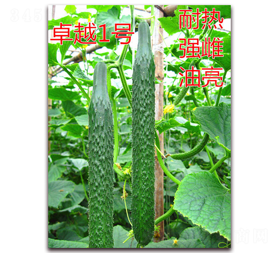 ׿Խһ̖-�S�ϷN��-�|�Z�r(n��ng)�I(y��)