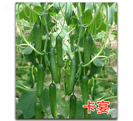 ����-�S�ϷN��-�|�Z�r(n��ng)�I(y��)