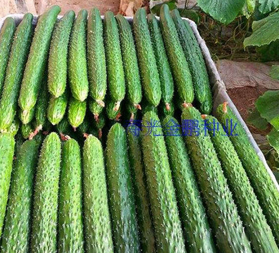 �s��-�S�ϷN��-�|�Z�r(n��ng)�I(y��)