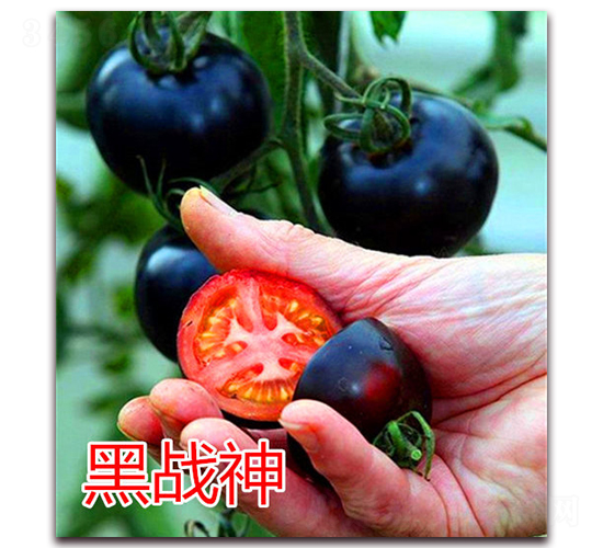 �ڑ�(zh��n)��-���ҷ��ѷN��-�|�Z�r(n��ng)�I(y��)