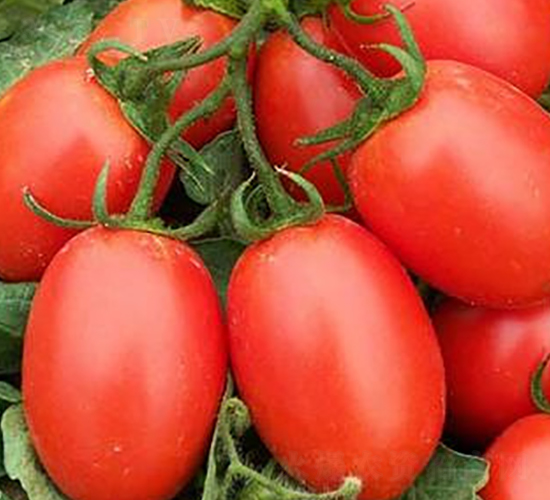 �t�_��-���ҷ��ѷN��-�|�Z�r(n��ng)�I(y��)