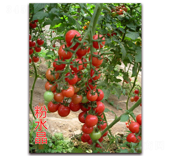 ��ˮ��-���ҷ��ѷN��-�|�Z�r(n��ng)�I(y��)