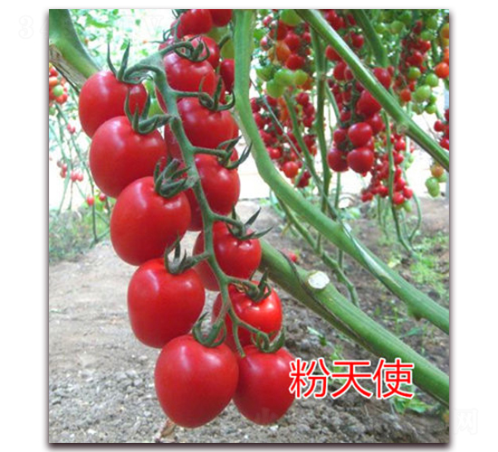 ����ʹ-���ҷ��ѷN��-�|�Z�r(n��ng)�I(y��)