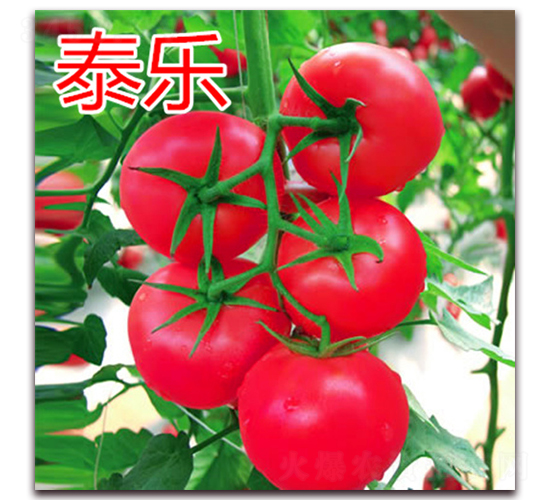 ̩��-�۹����ѷN��-�|�Z�r(n��ng)�I(y��)