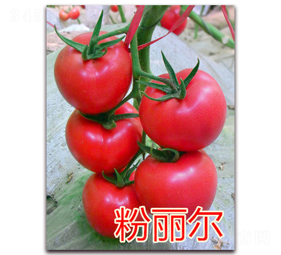 ������-�۹����ѷN��-�|�Z�r(n��ng)�I(y��)