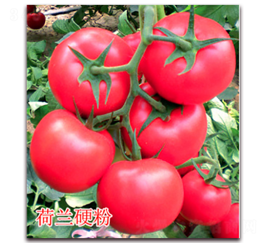 ���mӲ��-�۹����ѷN��-�|�Z�r(n��ng)�I(y��)