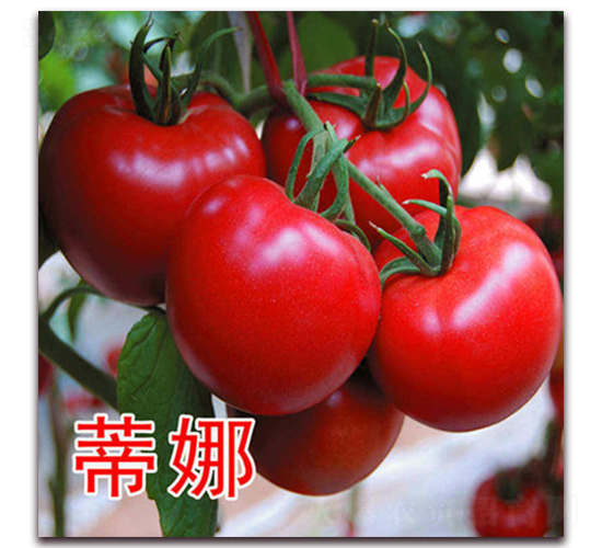 ����-�۹����ѷN��-�|�Z�r�I(y��)