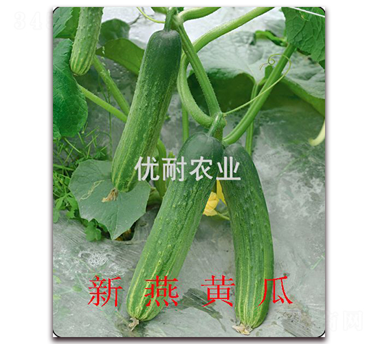 �����S��-�S�ϷN��-��(y��u)���r(n��ng)�I(y��)